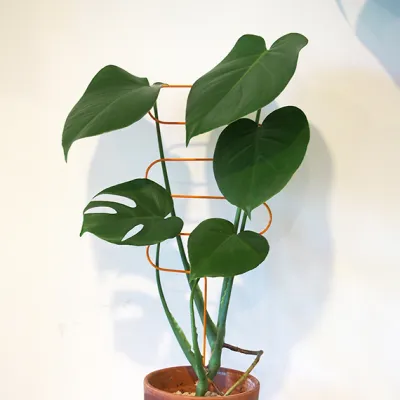 Plant Support Curve