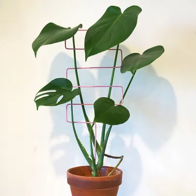 square plant support