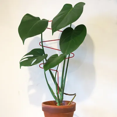zigzag plant support
