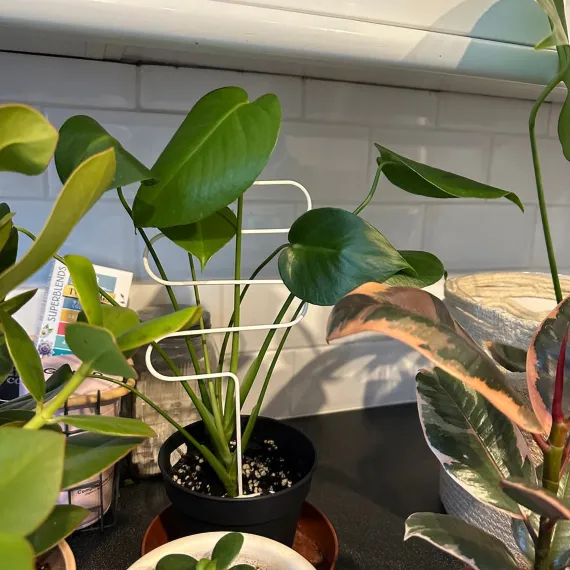 Plant Support