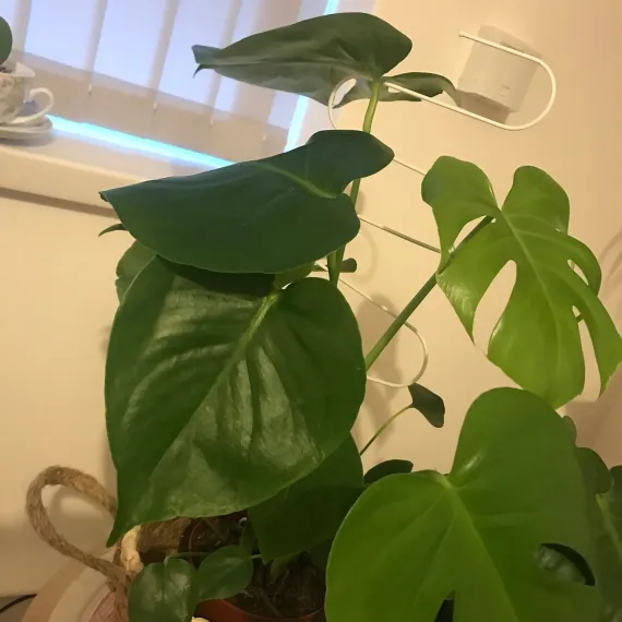 Plant Support