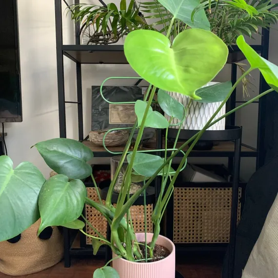 Plant Support