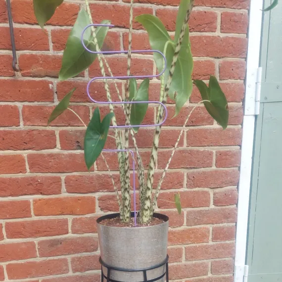 curved plant support
