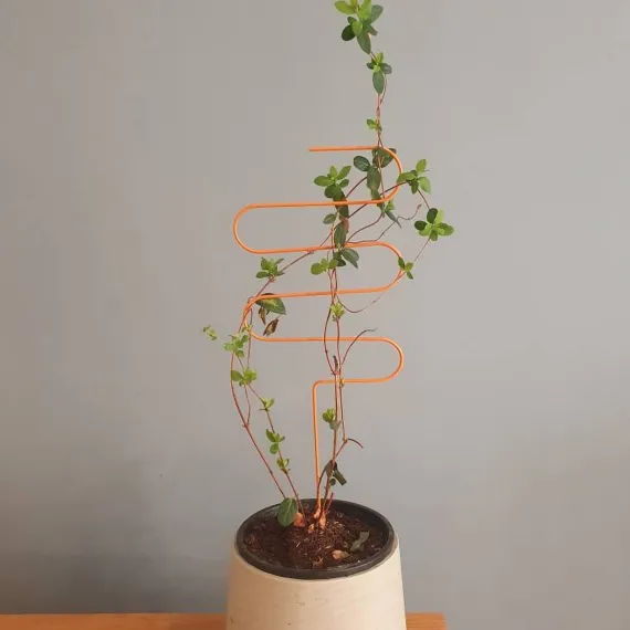 Plant Support