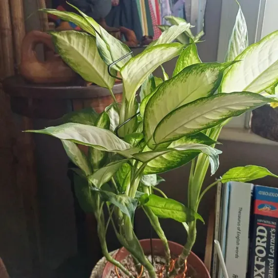 zigzag plant support