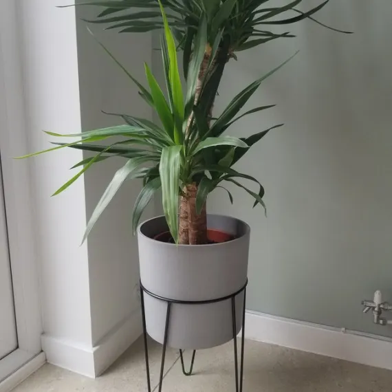 Hairpin Plant Stands
