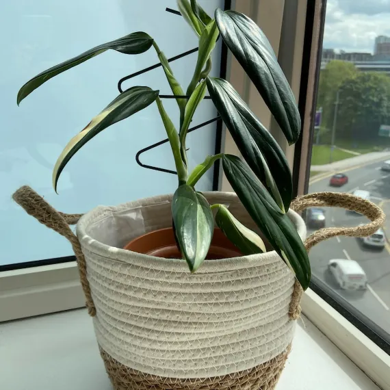 zigzag plant support