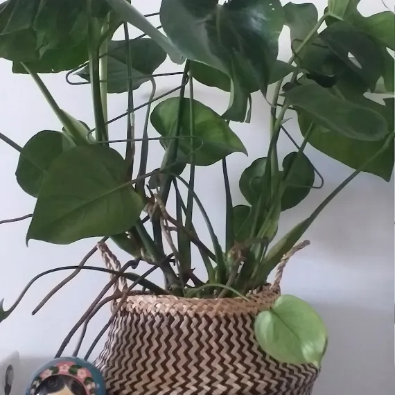 zigzag plant support