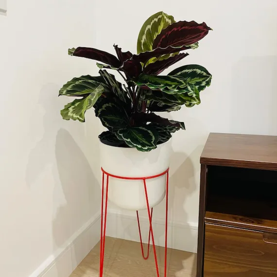 Hairpin Plant Stands