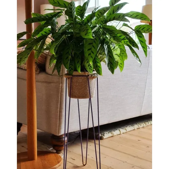 Hairpin Plant Stands