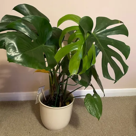 Plant Support