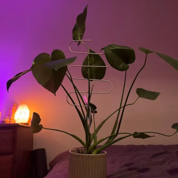 Plant Support