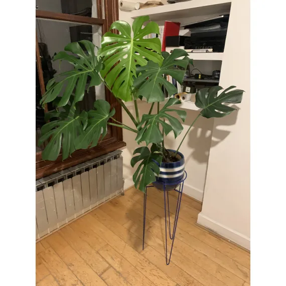 Hairpin Plant Stand