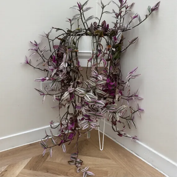 Hairpin Plant Stands