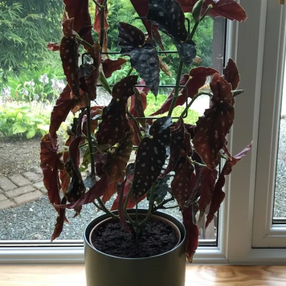 square plant support