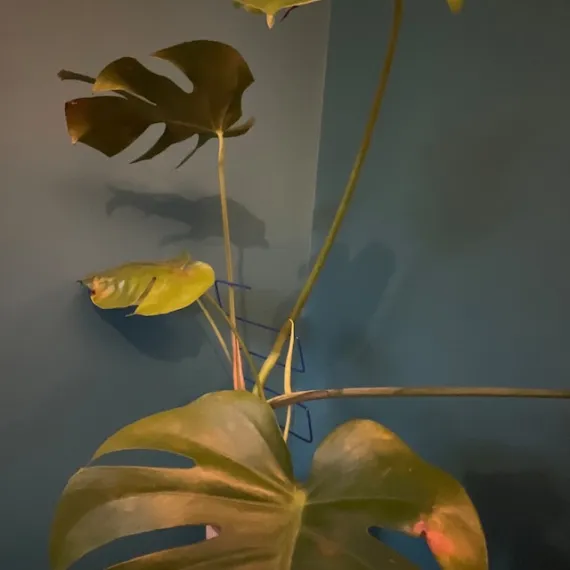 square plant support