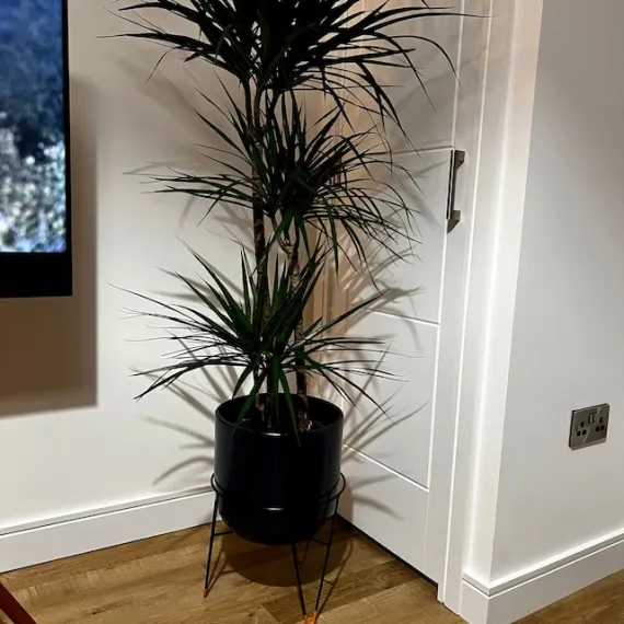Hairpin Plant Stands