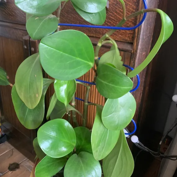curved plant support