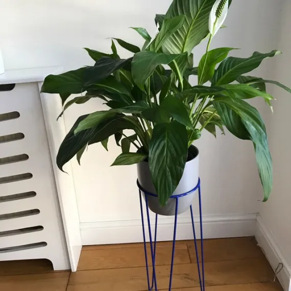 Hairpin Plant Stands