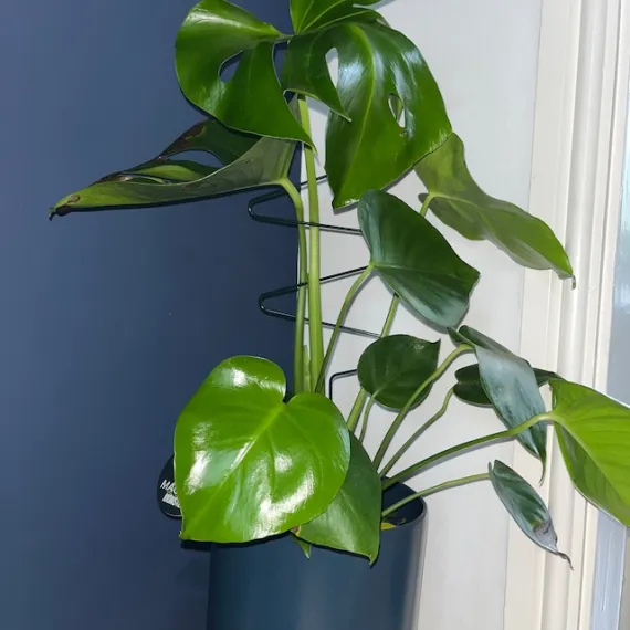 Plant Support