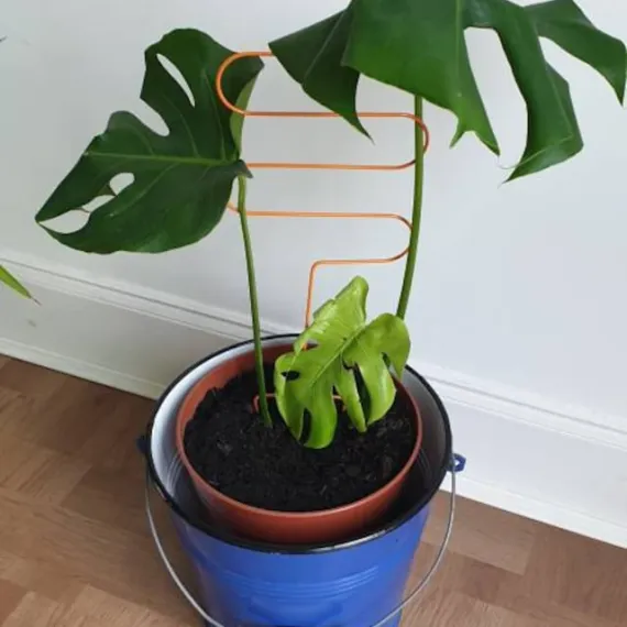 Plant Support