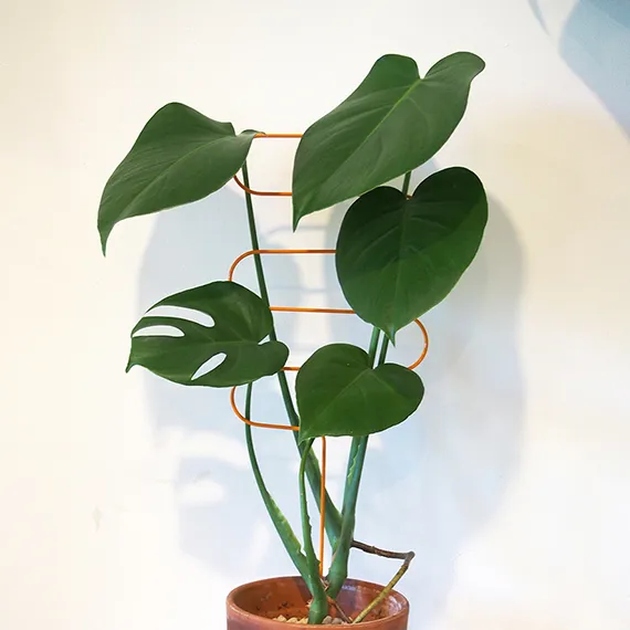 Plant Support Curve